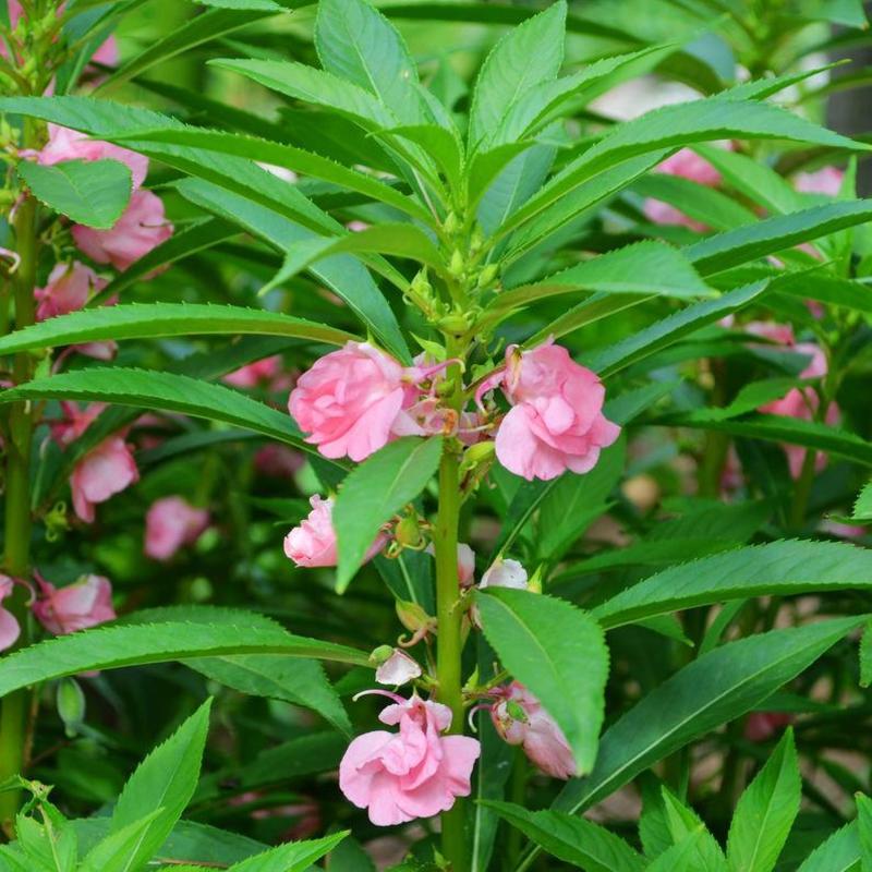 凤仙花种子指甲花凤仙茶花种籽四季播种易活庭院盆栽花卉