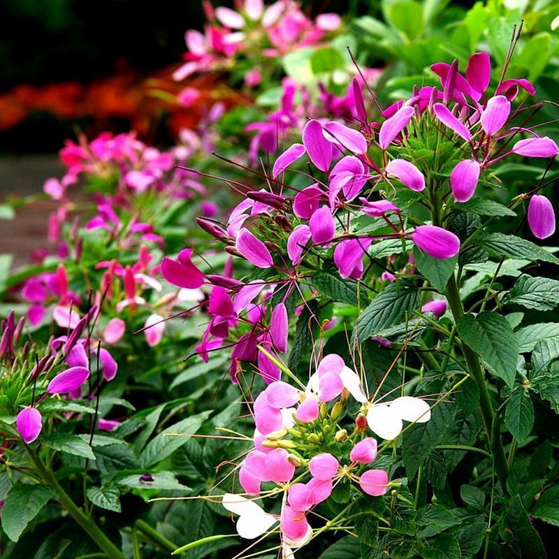 醉蝶花种子四季种易活景观园林花海易播种庭院室外观赏蜜源花