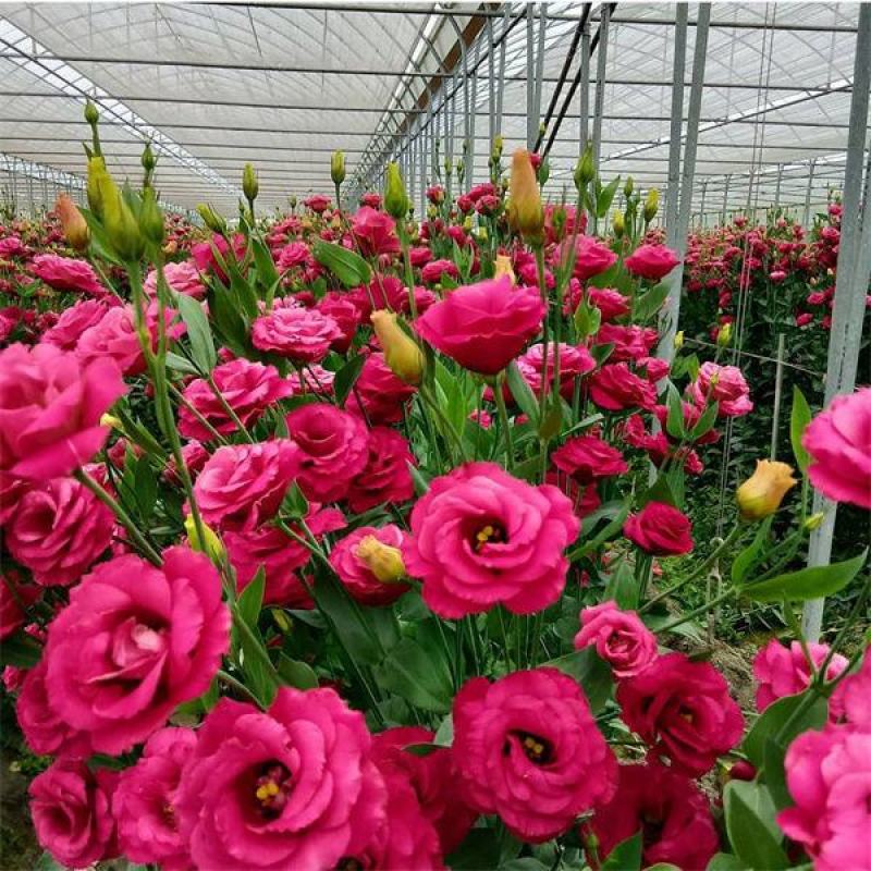 洋桔梗种子四季种易活室内盆栽花卉草籽室内外开花植物花种子