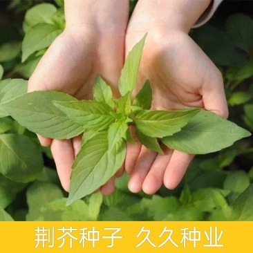 大叶荆芥种子荆芥菜种籽河南荆芥苗菜籽蔬菜种子四季播