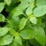 大叶荆芥种子荆芥菜种籽河南荆芥苗菜籽蔬菜种子四季播