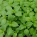 大叶荆芥种子荆芥菜种籽河南荆芥苗菜籽蔬菜种子四季播