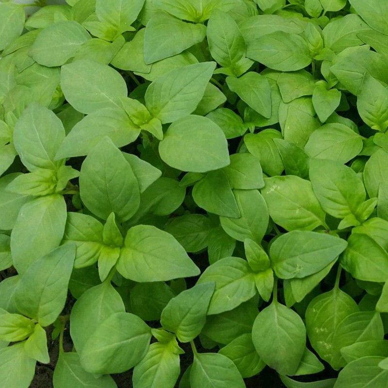 大叶荆芥种子荆芥菜种籽河南荆芥苗菜籽蔬菜种子四季播
