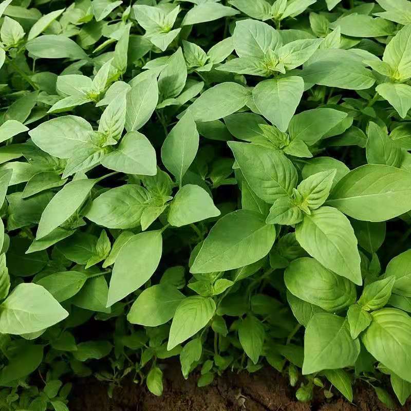 大叶荆芥种子荆芥菜种籽河南荆芥苗菜籽蔬菜种子四季播