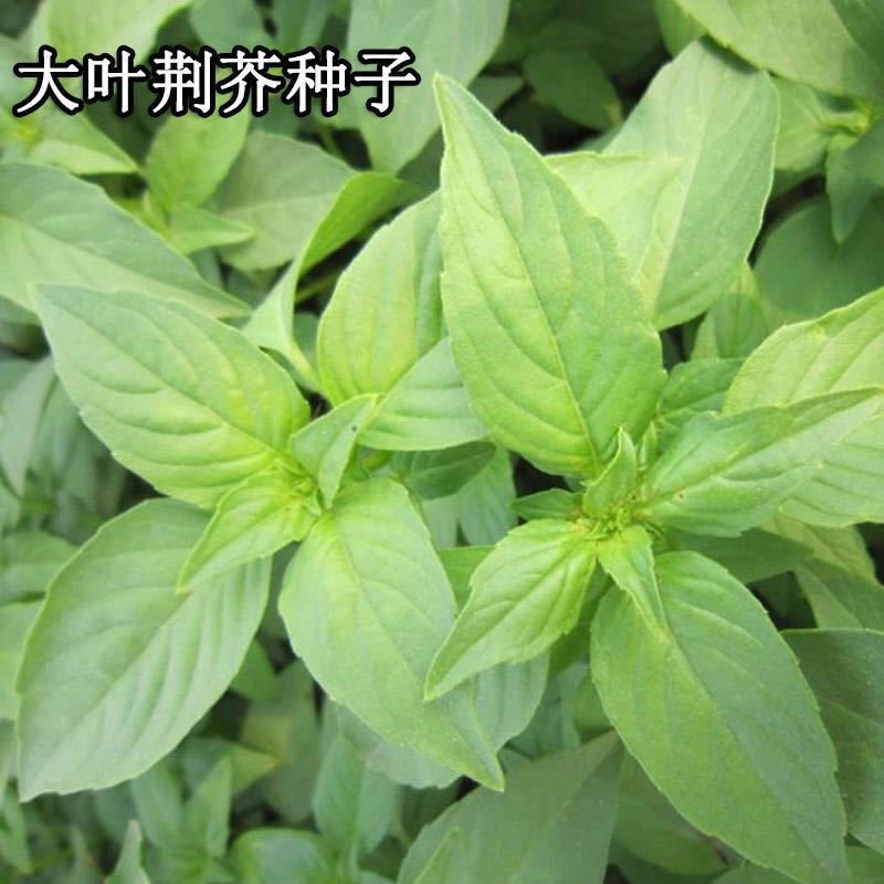 大叶荆芥种子荆芥菜种籽河南荆芥苗菜籽蔬菜种子四季播