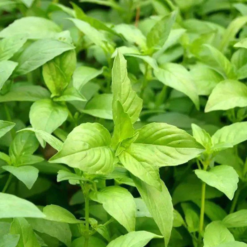 大叶荆芥种子荆芥菜种籽河南荆芥苗菜籽蔬菜种子四季播