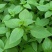 大叶荆芥种子荆芥菜种籽河南荆芥苗菜籽蔬菜种子四季播