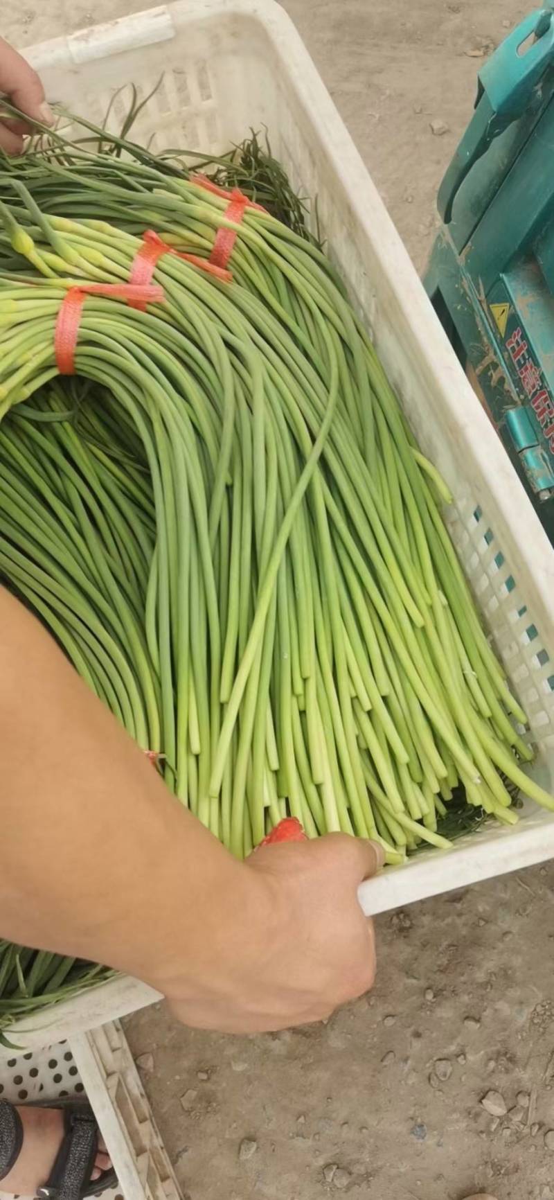 红蒜薹，质量放心，价格合适，欢迎老板来电咨询