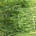 提木西草种子提摩西草种籽提草梯牧草种籽猫尾草养兔子草牧草