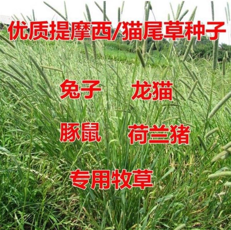 提木西草种子提摩西草种籽提草梯牧草种籽猫尾草养兔子草牧草