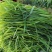 提木西草种子提摩西草种籽提草梯牧草种籽猫尾草养兔子草牧草