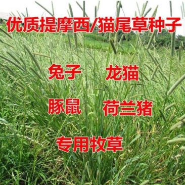 提木西草种子提摩西草种籽提草梯牧草种籽猫尾草养兔子草牧草