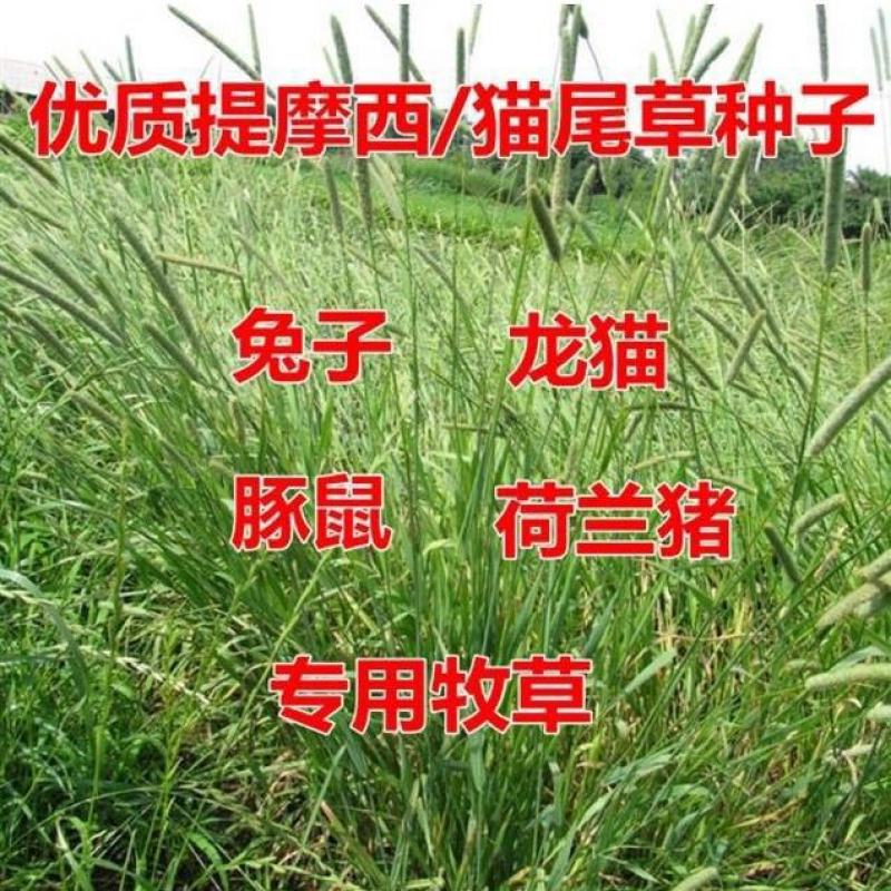 提木西草种子提摩西草种籽提草梯牧草种籽猫尾草养兔子草牧草