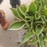 玉簪花道路小区别墅绿化庭院地栽盆栽用苗可视频看货