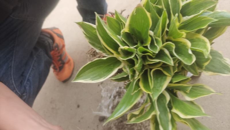 玉簪花道路小区别墅绿化庭院地栽盆栽用苗可视频看货