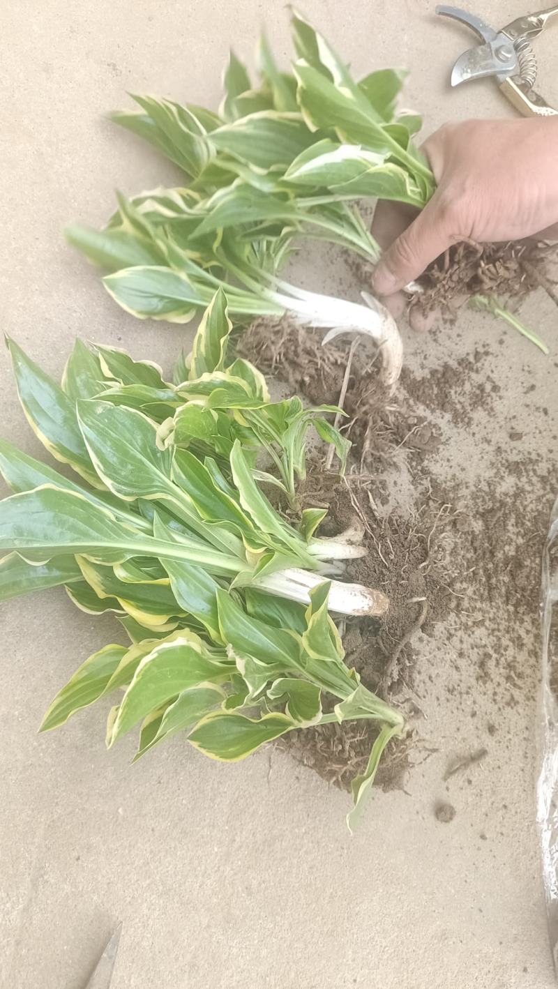 玉簪花道路小区别墅绿化庭院地栽盆栽用苗可视频看货