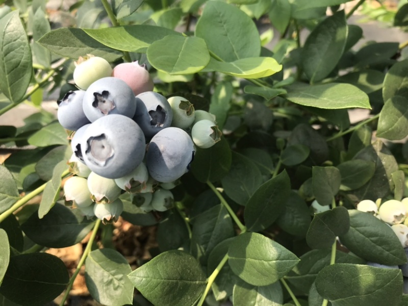 蓝莓