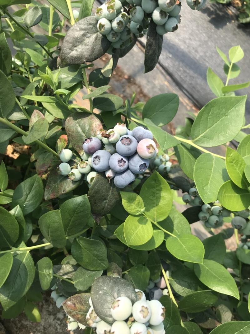 蓝莓
