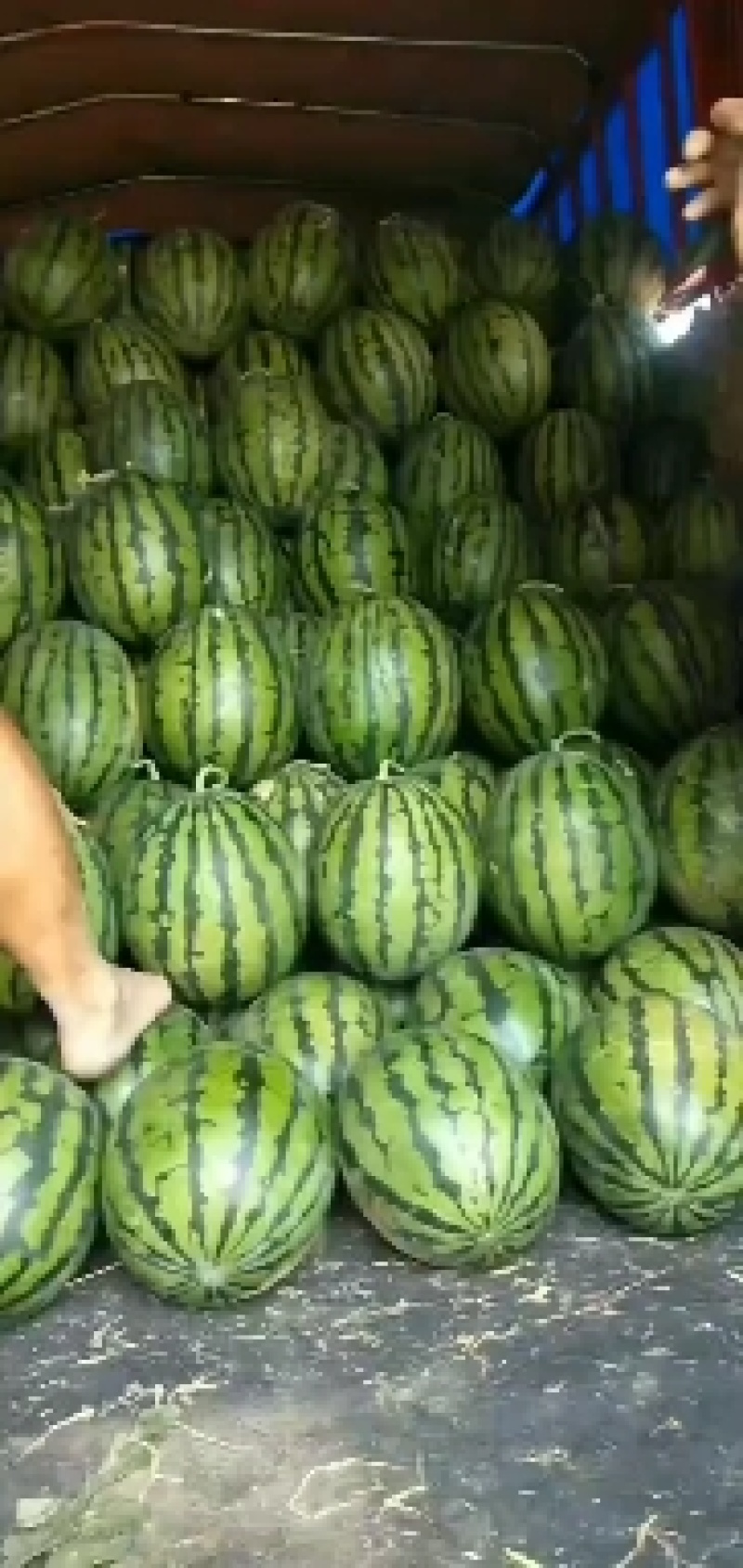 万亩大棚甜王西瓜大量上市熟度高皮毛漂亮八斤打底。