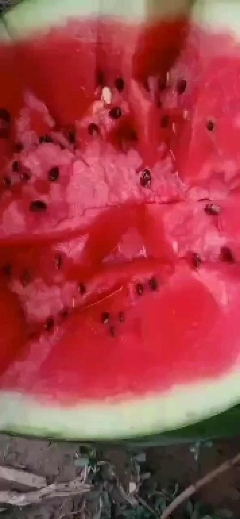 万亩大棚甜王西瓜大量上市熟度高皮毛漂亮八斤打底。