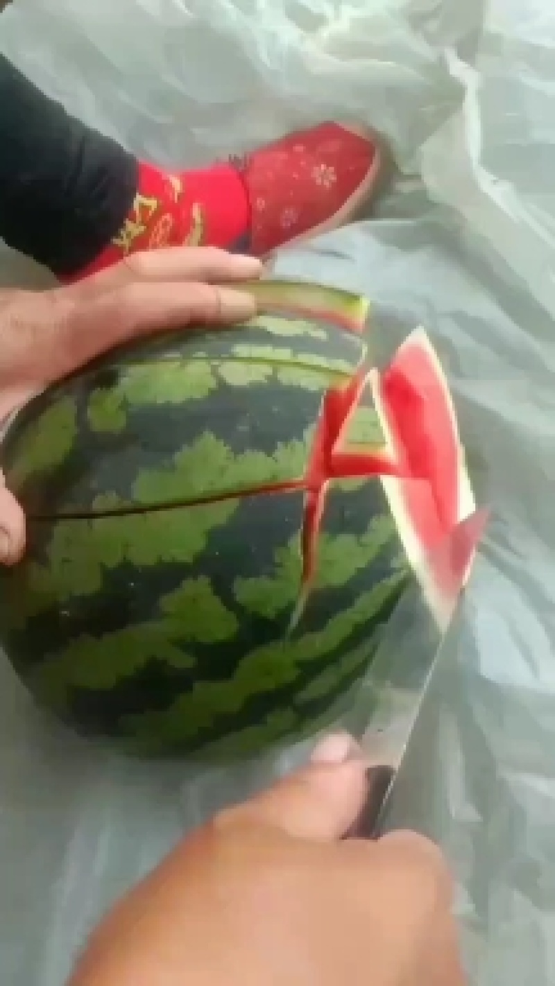 万亩大棚甜王西瓜大量上市熟度高皮毛漂亮八斤打底。