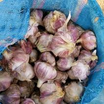 阜南县新鲜紫皮大蒜上市了鲜蒜头蒜头做咸菜厂都可产地直供