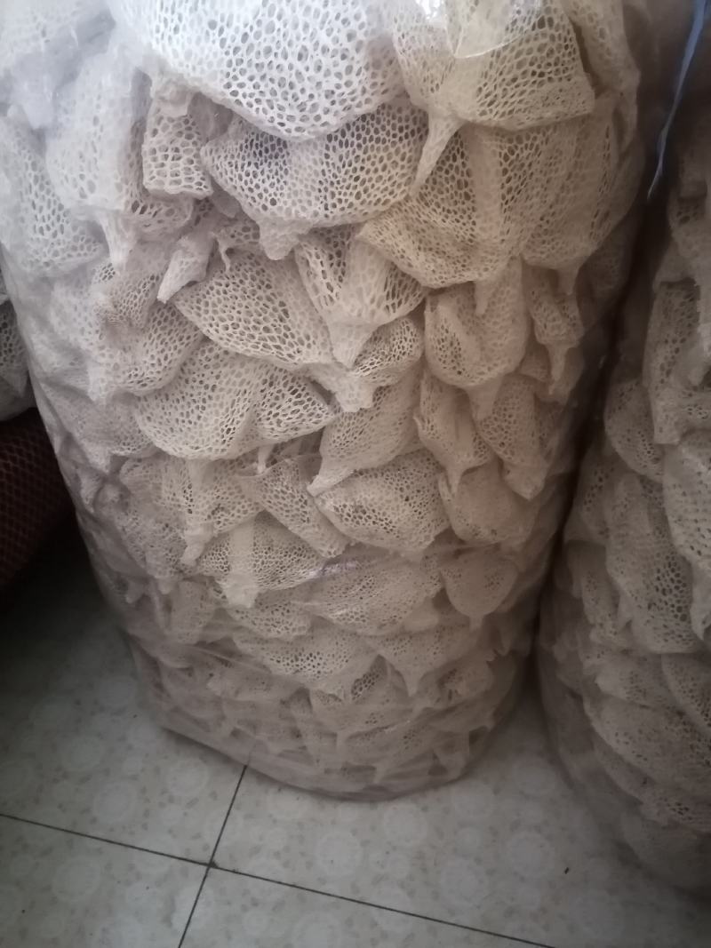 长裙竹荪