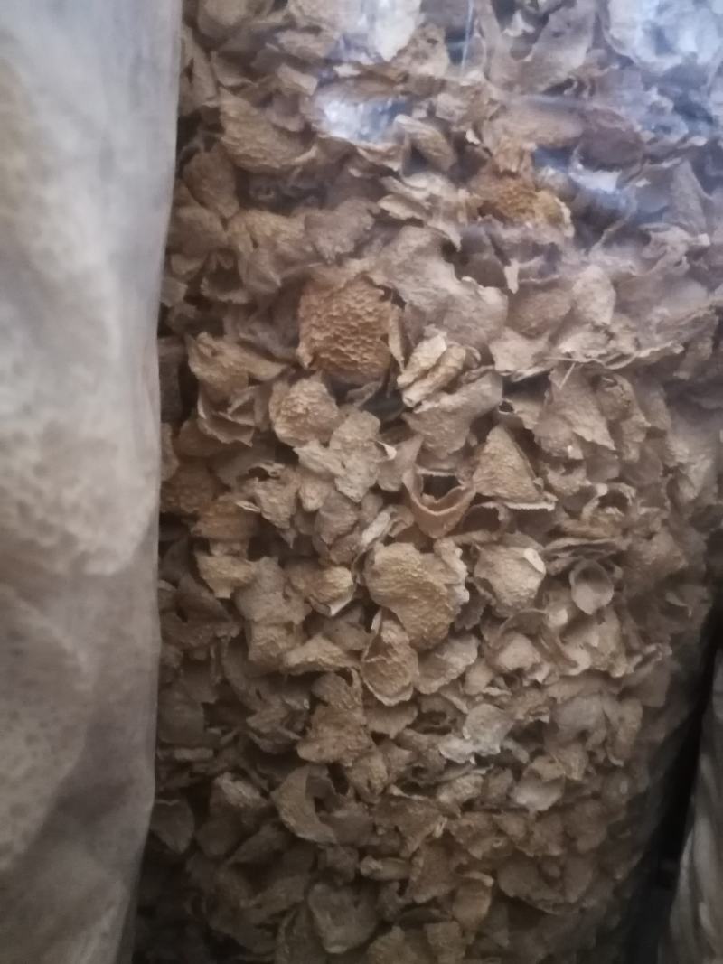 长裙竹荪