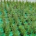 【精品】千屈菜种苗基地直销技术支持，绿化盆栽千屈菜