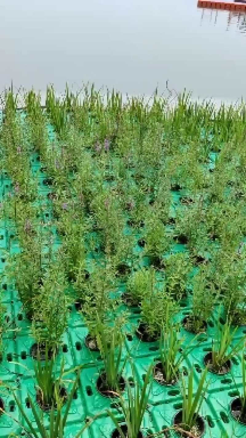 【精品】千屈菜种苗基地直销技术支持，绿化盆栽千屈菜