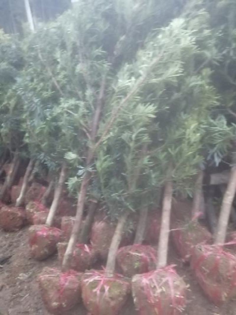 罗汉松5公分产地自产自销批发5公分罗汉松苗。