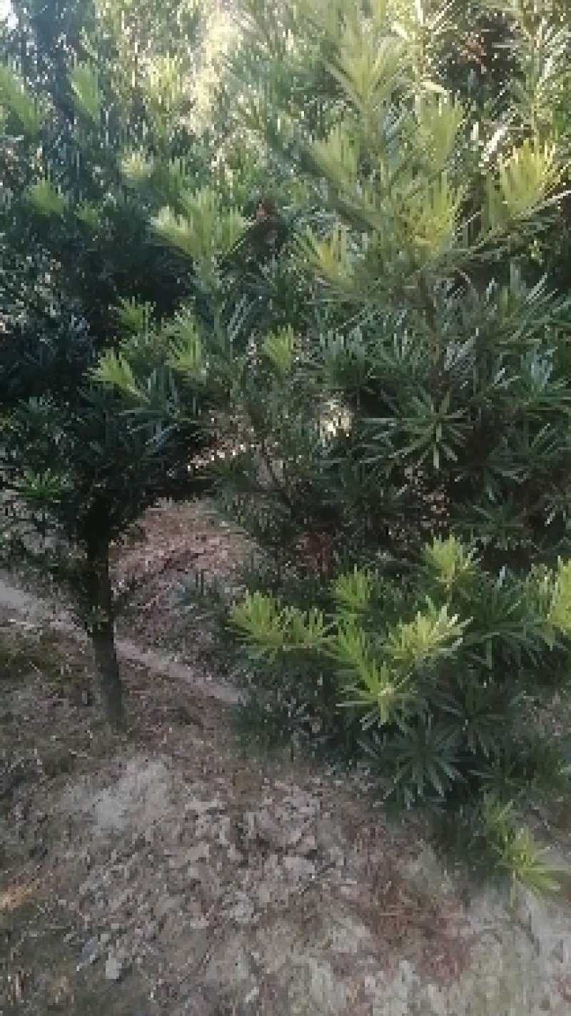 罗汉松5公分产地自产自销批发5公分罗汉松苗。