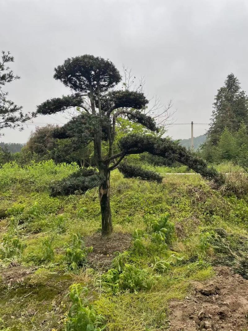 罗汉松5公分产地自产自销批发5公分罗汉松苗。