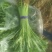 精品小把、大棚茼蒿、鲜嫩，持续有货，箱框、包均可，