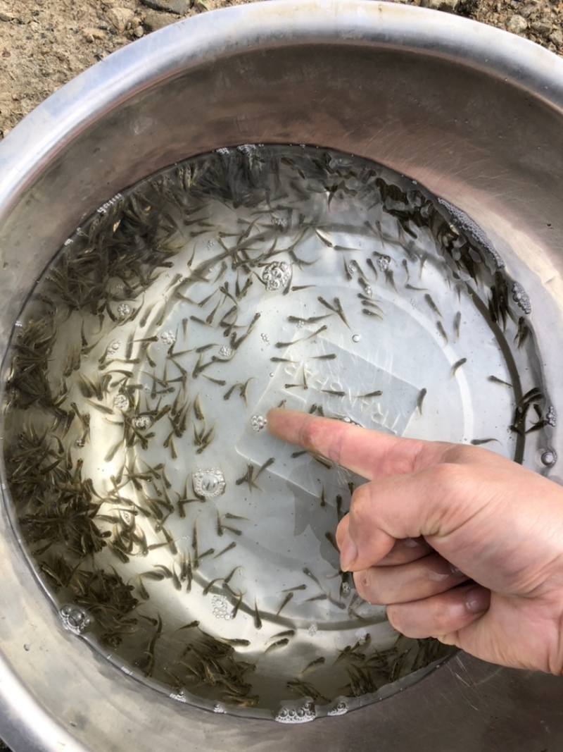 优质鲫鱼苗中科三号银鲫鱼夏花乌子寸片
