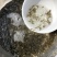 优质鲫鱼苗中科三号银鲫鱼夏花乌子寸片