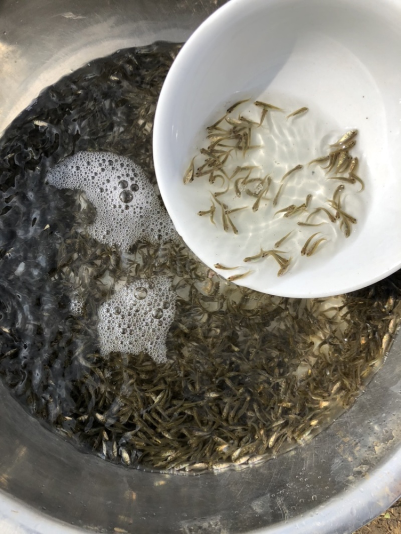 优质鲫鱼苗中科三号银鲫鱼夏花乌子寸片