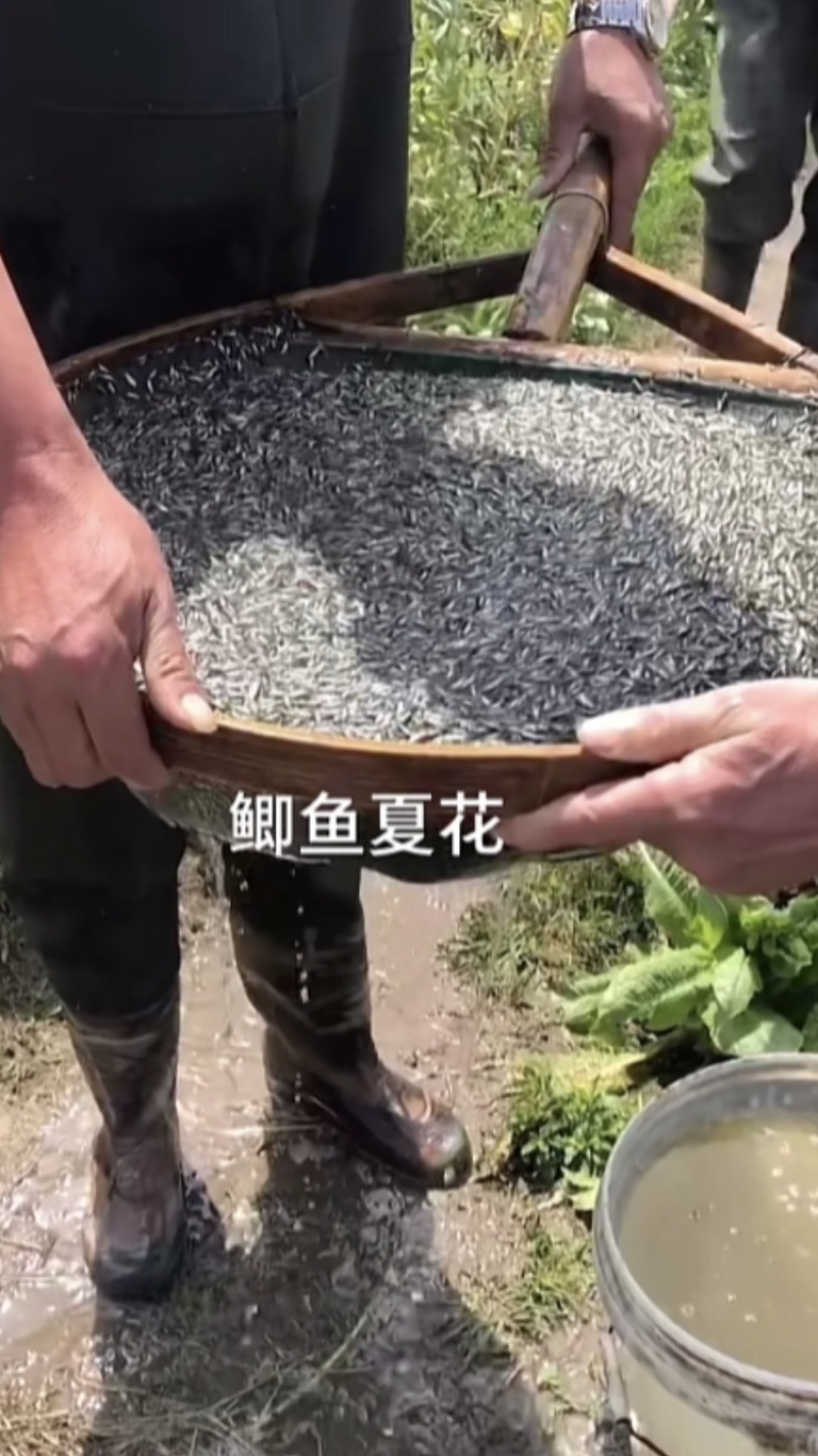 优质鲫鱼苗中科三号银鲫鱼夏花乌子寸片
