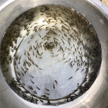优质鲫鱼苗中科三号银鲫鱼夏花乌子寸片