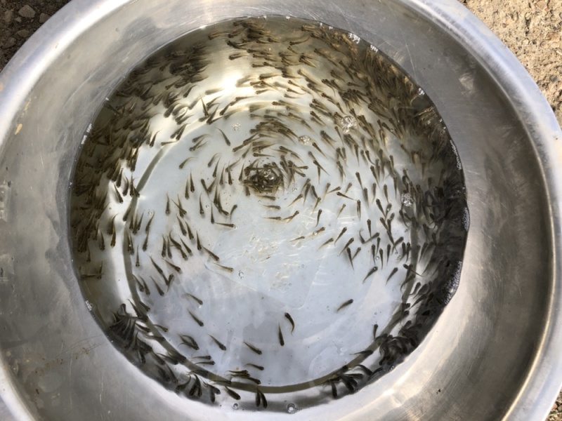 优质鲫鱼苗中科三号银鲫鱼夏花乌子寸片