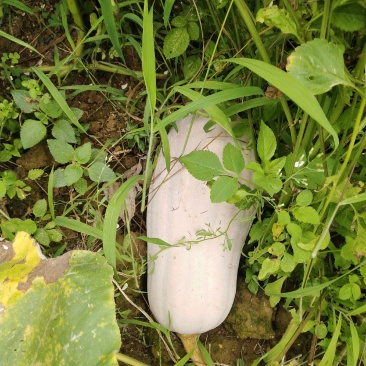 云南马关健康农场山地瓜正式上市