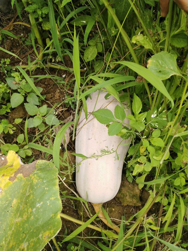 云南马关健康农场山地瓜正式上市