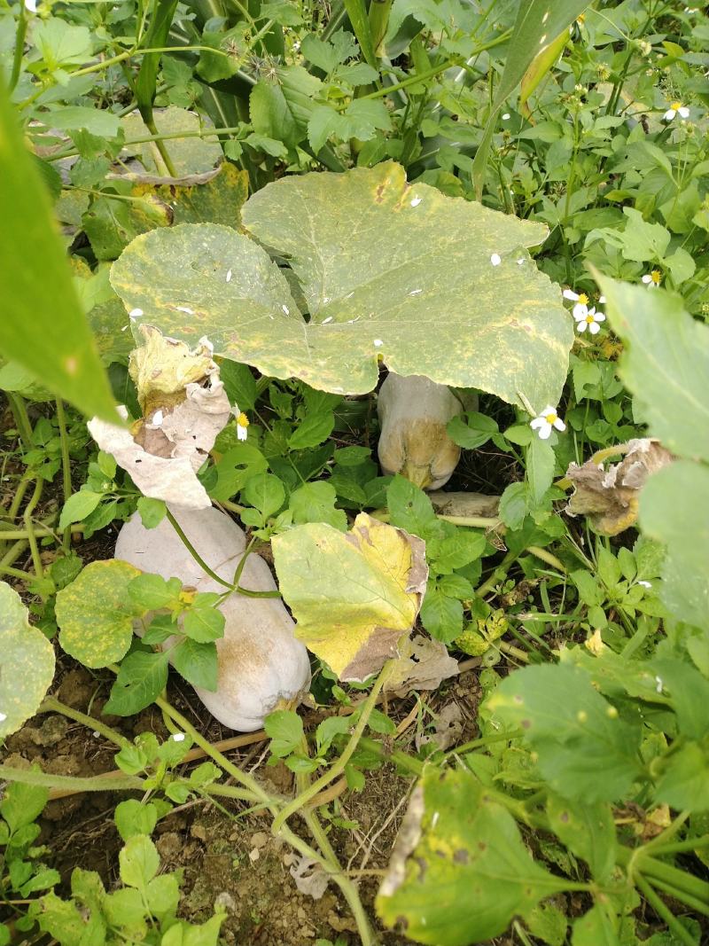云南马关健康农场山地瓜正式上市