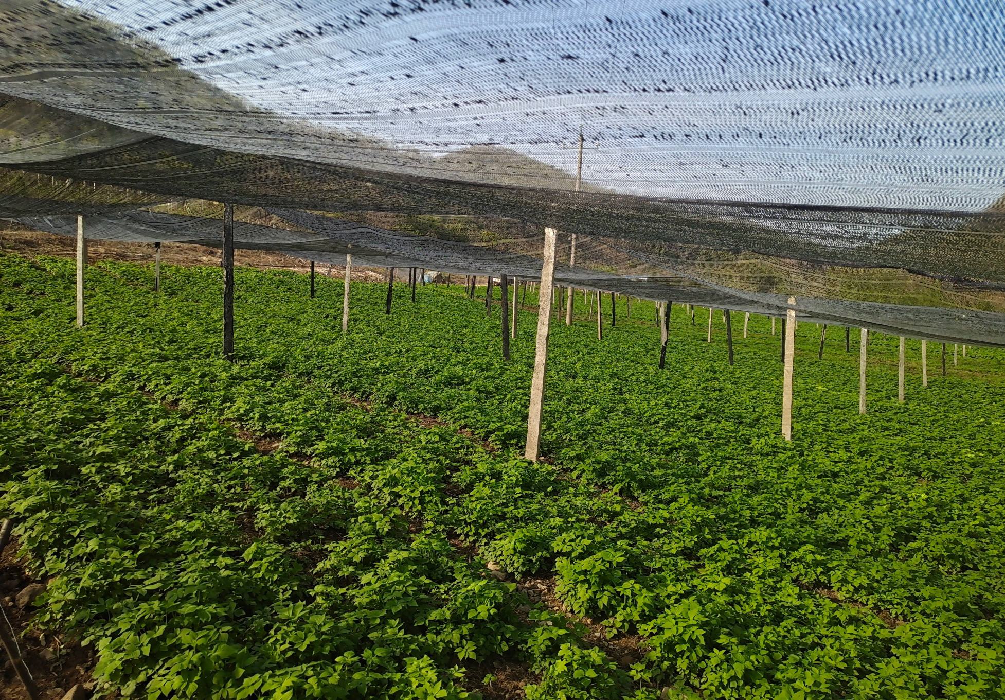 一处露天芹菜种植基地,工人正在安装银灰色遮阳网,地面铺设滴灌带,田块四周设有明显的排水沟渠。远处可见因未及时排水而出现叶片黄化的区域,与正常生长区形成对比。天气晴朗,气温约32℃ 夏季芹菜田间管理场景
