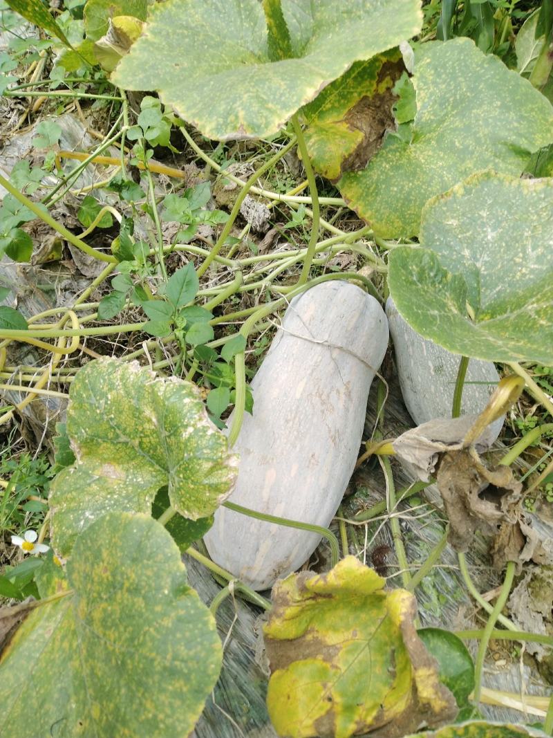 云南马关山地瓜正式上市