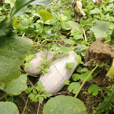 云南马关山地瓜正式上市