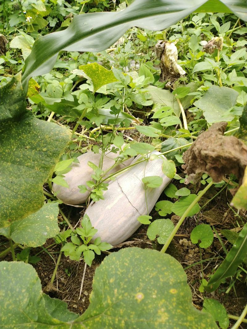 云南马关山地瓜正式上市