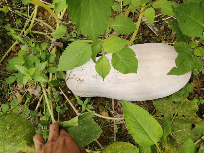 云南马关山地瓜正式上市