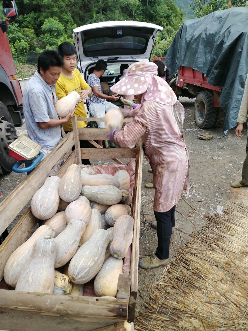 云南马关山地瓜正式上市