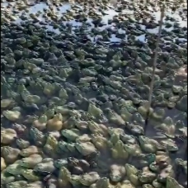 大量蛙苗，小蝌蚪，小四脚，量大价优欢迎详谈